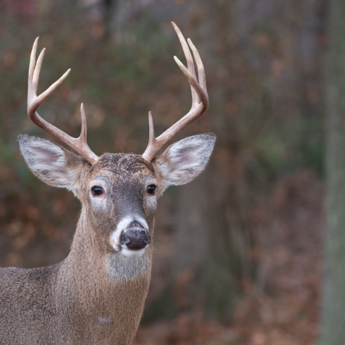 How Deer Camp Digital Manages All Your Marketing Needs