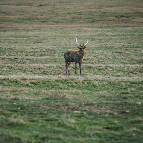 Food Plots – Are They Really Worth It?