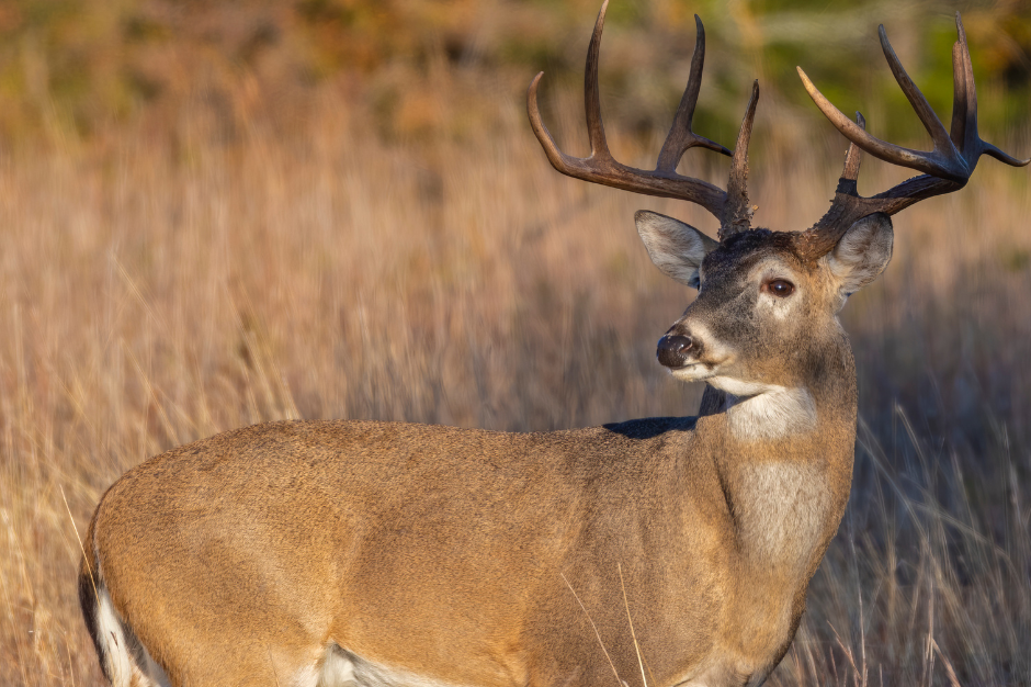 Google Ads and Hunting Content: Understanding the Rules and the Controversy