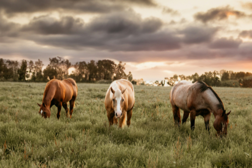 Develop a Comprehensive Plan to Promote Your Outdoor Brand