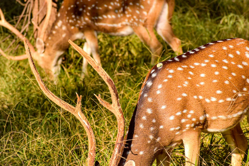 Developing a Powerful Visual Identity for Deer Hunting Brands in the Digital World