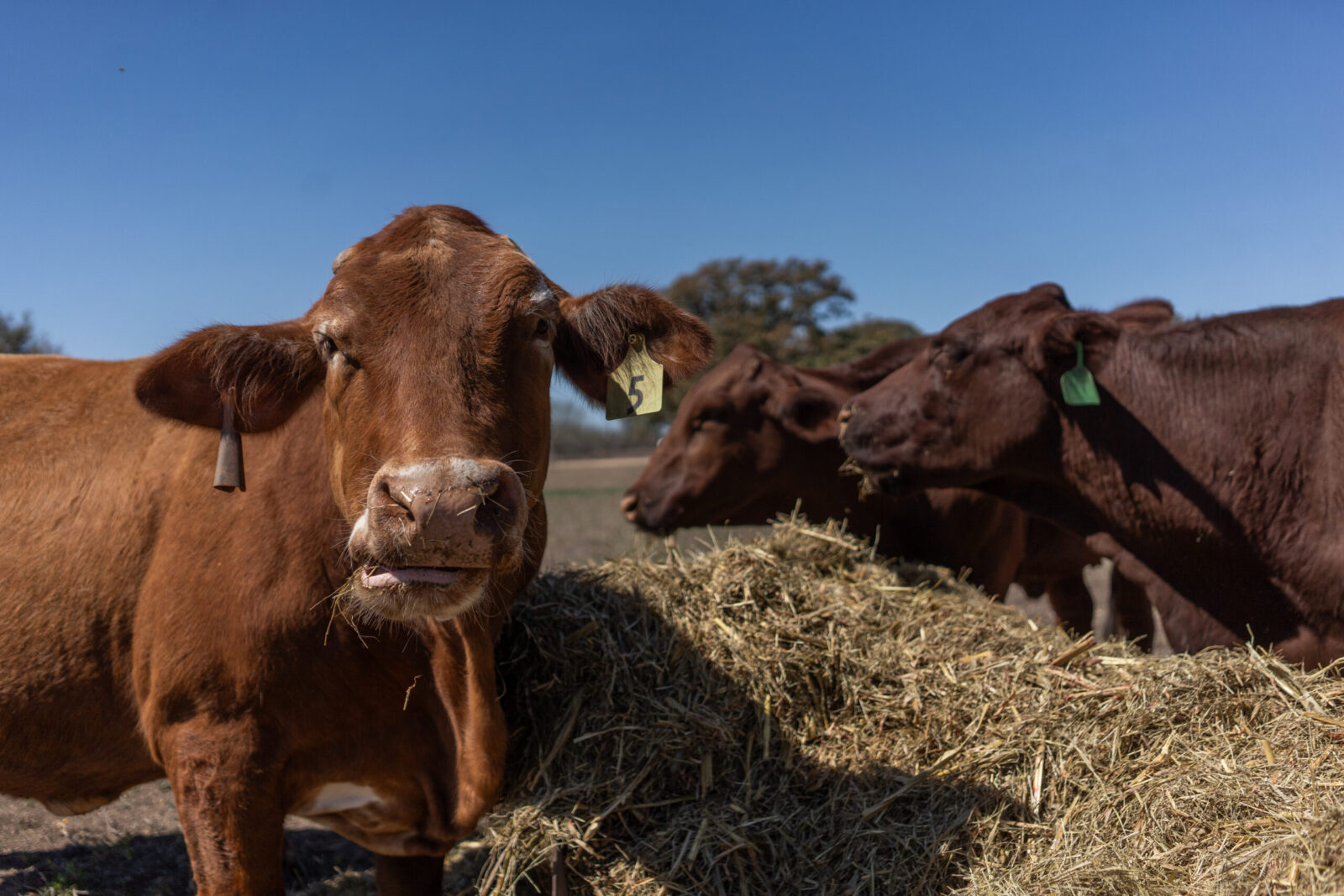Building a Digital Footprint for Feed and Supply Stores